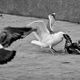 Illustration for article titled The GIF Guide To Pigeons And The Animals That Eat Them